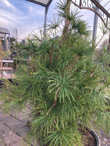 Sciadopitys verticillata Japan.Schirmtanne