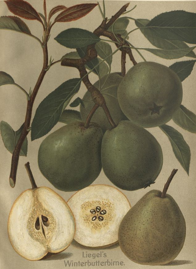 Pyrus com.'Liegels Winterbutterbirne' Birne 'Liegels Winterbutterbirne'