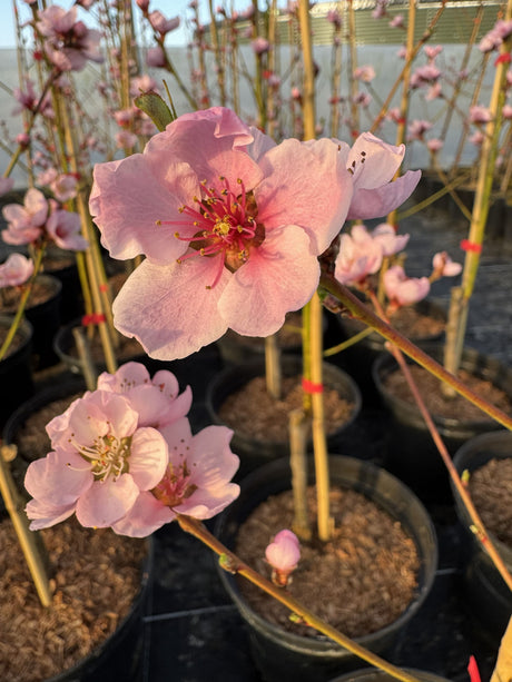 Prunus persica 'Kernecht.v.Vorgeb.'    CAC Pfirsich 'Kernechter vom Vorgebirge'
