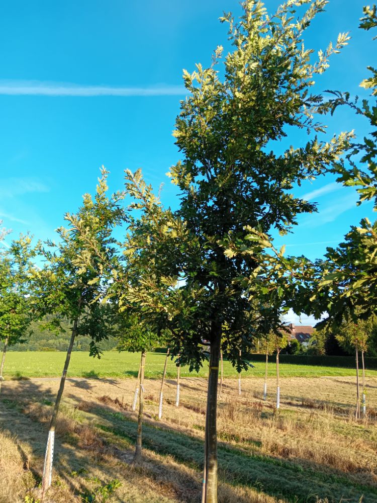 Quercus cerris Zerr-Eiche