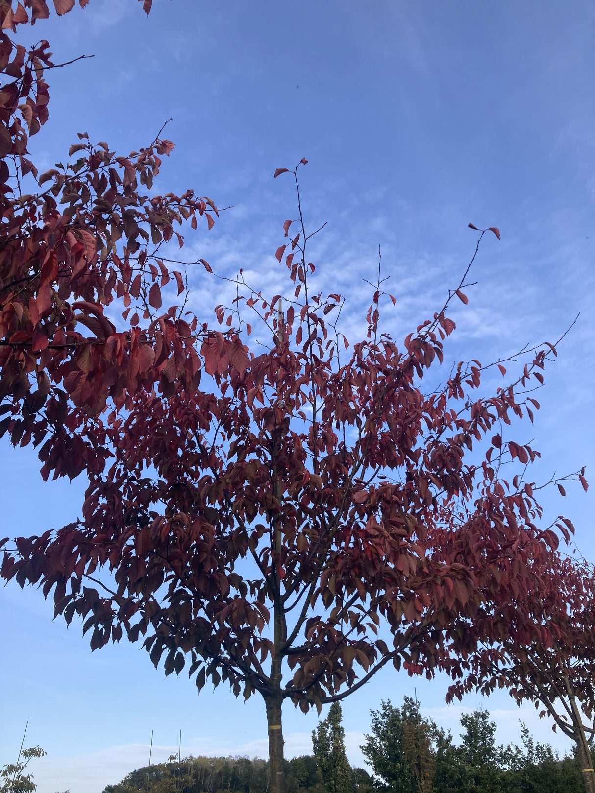 Prunus sargentii Veredlung Scharlachkirsche Veredlung