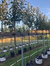 Malus 'Mariella' -S-                           CAC Apfel 'Mariella'