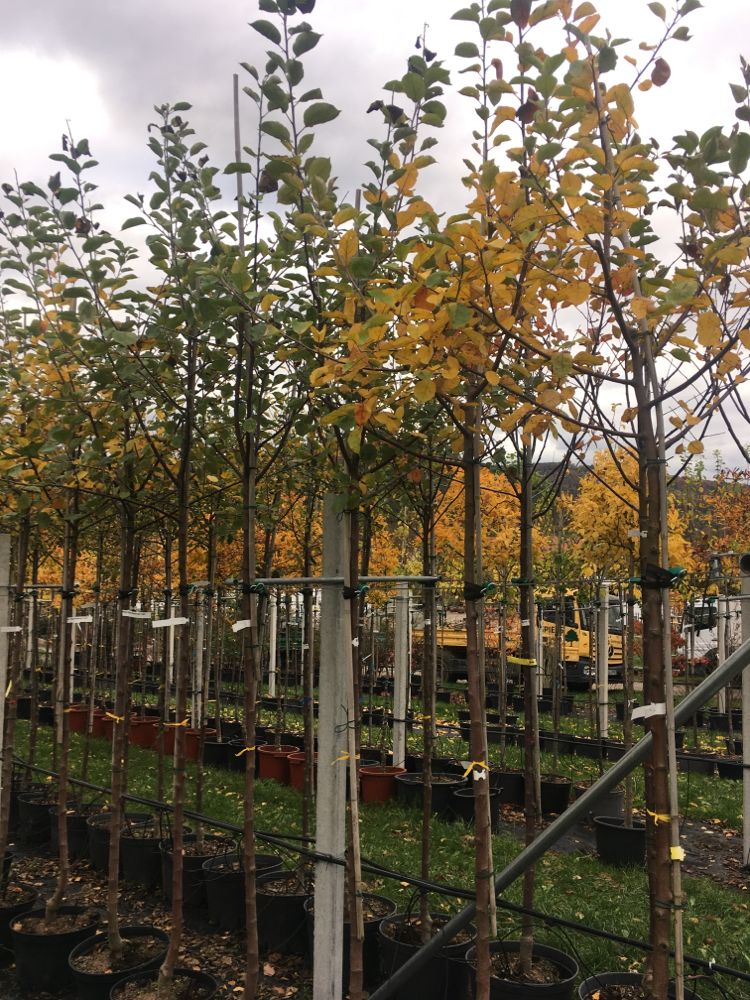Malus 'Roter Boskoop'                  CAC Apfel 'Roter Boskoop'                 spät