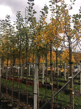 Malus 'Roter Boskoop'                  CAC Apfel 'Roter Boskoop'                 spät