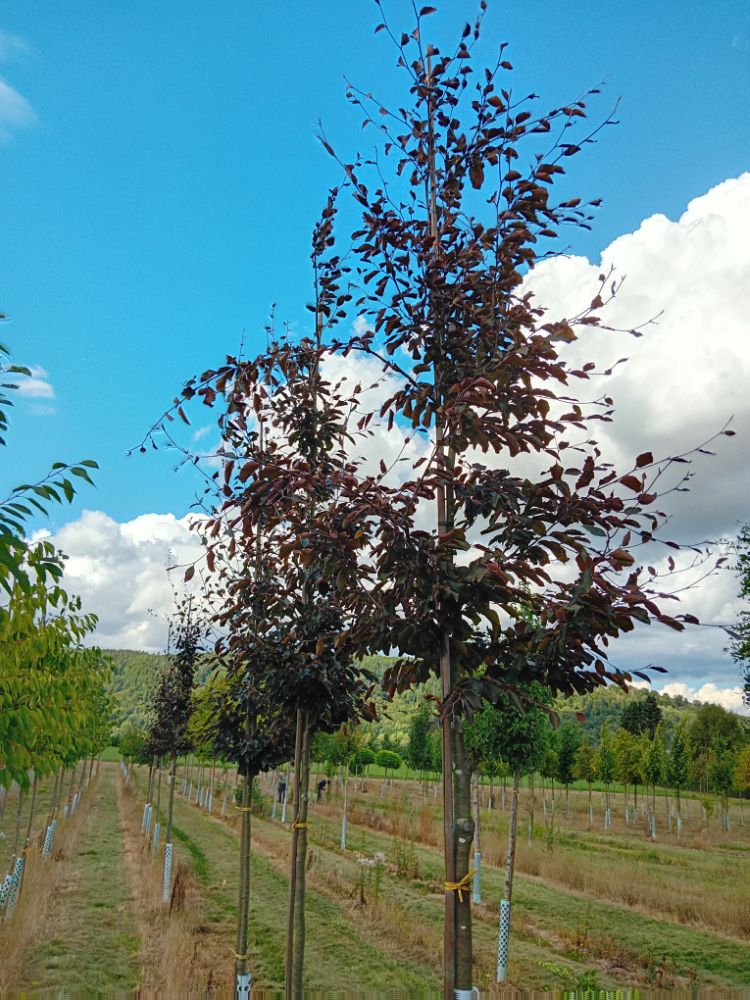 Fagus sylvatica 'Swat Magret' Blutbuche 'Swat Magret'
