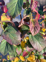 Parrotia persica 'Persian Spire' Eisenbaum 'Persian Spire'