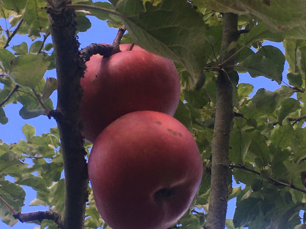 Malus 'Danziger Kantapfel'             CAC Apfel 'Danziger Kantapfel'          mittel