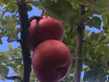 Malus 'Danziger Kantapfel'             CAC Apfel 'Danziger Kantapfel'          mittel