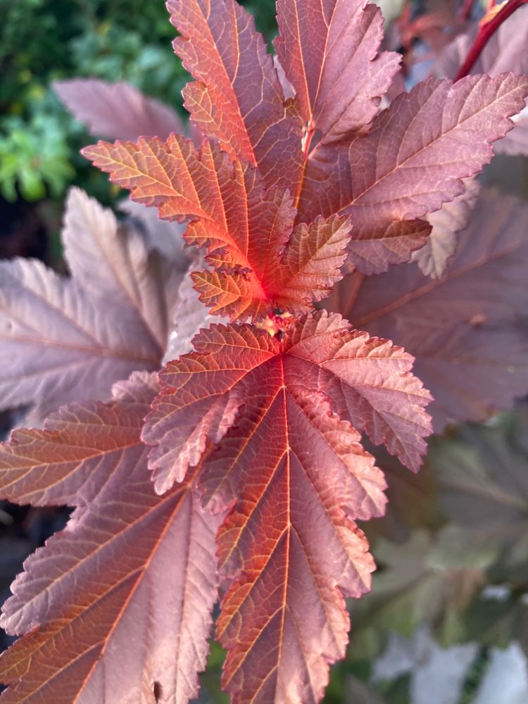 Physocarpus opulifolius 'Little Angel' Fasanenspiere 'Little Angel'