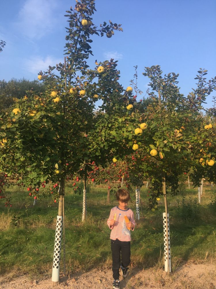 Cydonia 'Konstantinop.Apfelquitte'     CAC Quitte 'Konstantinopeler Apfelquitte'