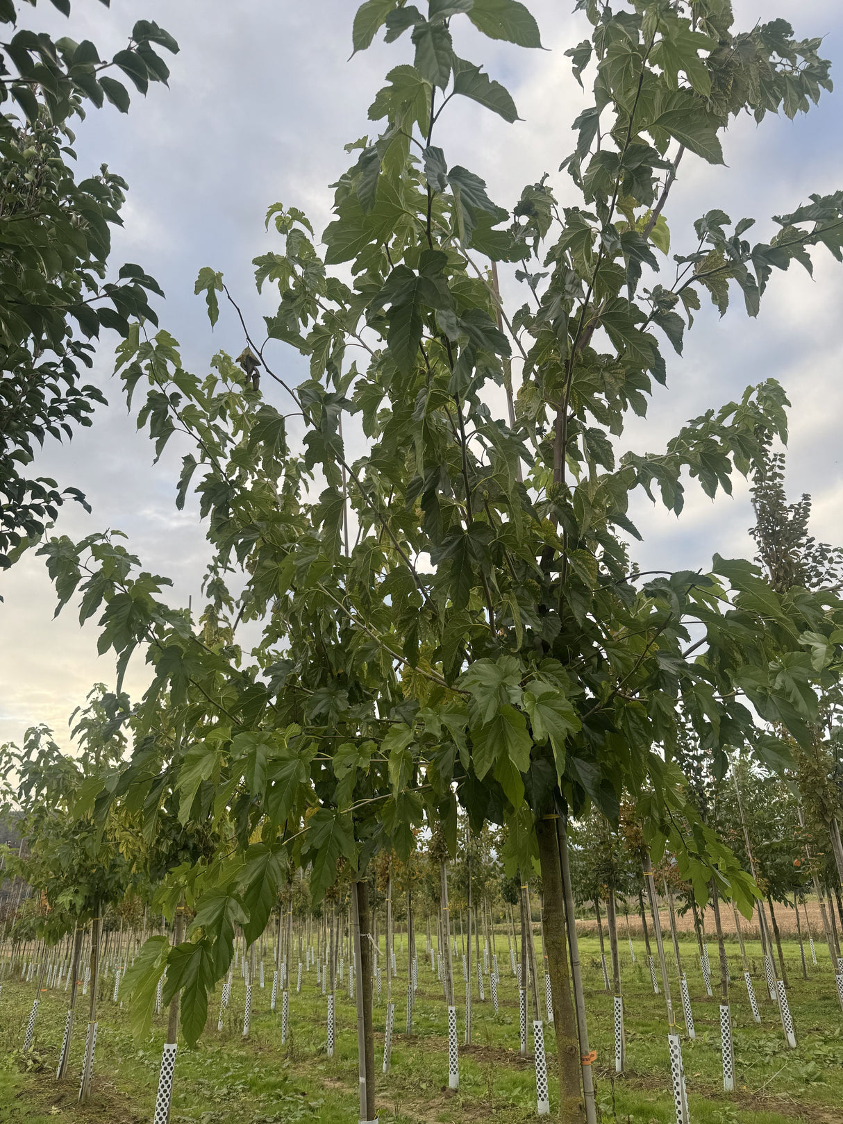 Morus alba 'Fruitless' Weißer Maulbeerbaum 'Fruitless'