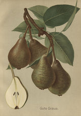 Pyrus com.'Gute Graue'                 CAC Birne 'Gute Graue'                  mittel