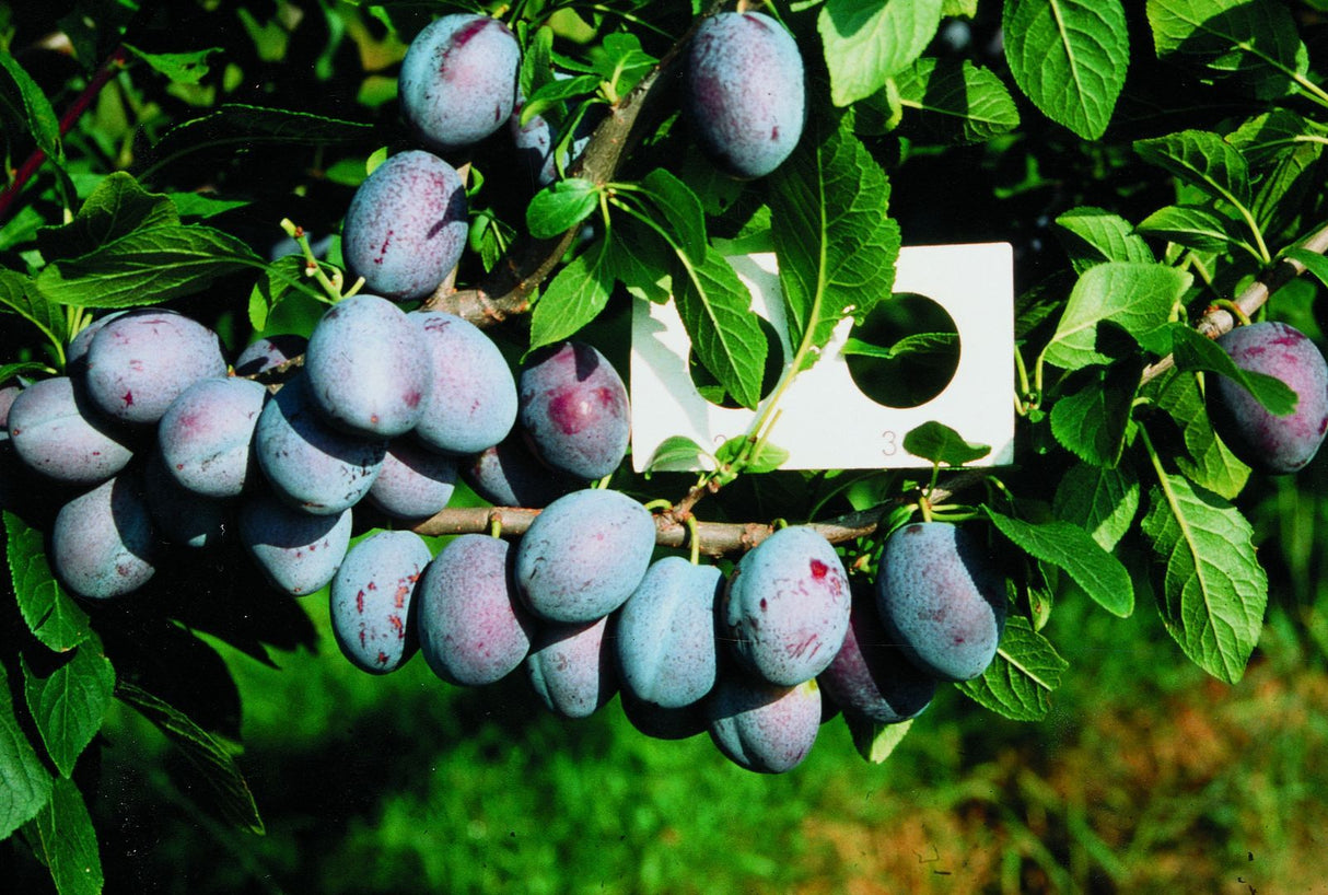 Prunus dom.'Katinka'  -S-              CAC Zwetsche 'Katinka'  -S-               früh
