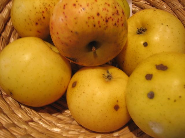 Malus 'Landsberger Renette'            CAC Apfel 'Landsberger Renette'         mittel