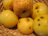 Malus 'Landsberger Renette'            CAC Apfel 'Landsberger Renette'         mittel