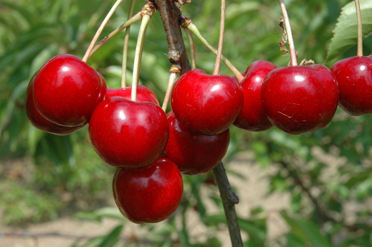 Prunus av.'Lapins'                     CAC Süßkirsche 'Lapins'                   7.KW