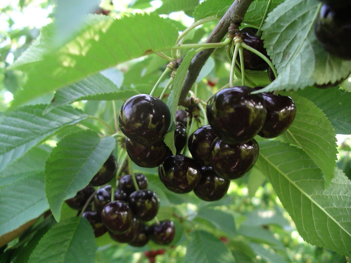 Prunus av.'Narana'                            CAC Süßkirsche 'Narana' NEUHEIT
