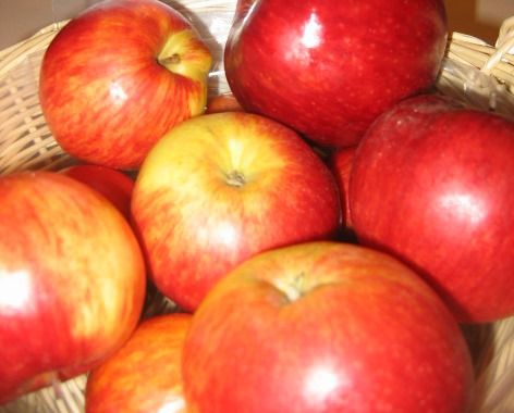 Malus 'Schöner von Herrnhut'           CAC Apfel 'Schöner von Herrnhut'        mittel