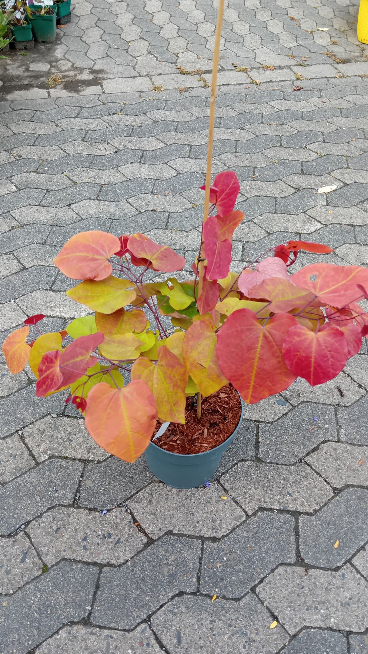 Cercis canadensis 'Eternal Flame'  -R- Judasbaum 'Eternal Flame'  -R-
