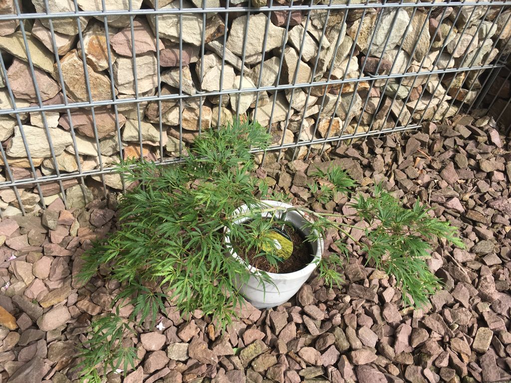 Acer palmatum 'Dissectum' Grüner Schlitzahorn