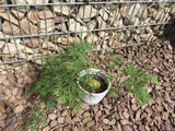 Acer palmatum 'Dissectum' Grüner Schlitzahorn