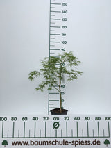Acer palmatum 'Dissectum' Grüner Schlitzahorn