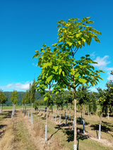 Catalpa bignonioides Trompetenbaum