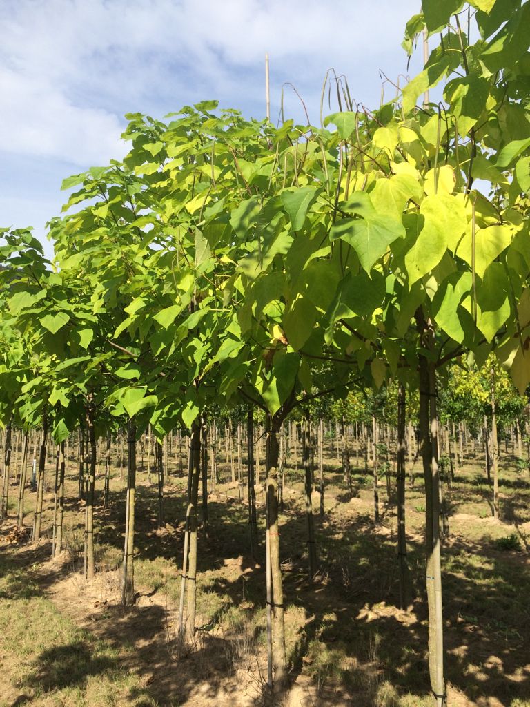 Catalpa bignonioides Trompetenbaum