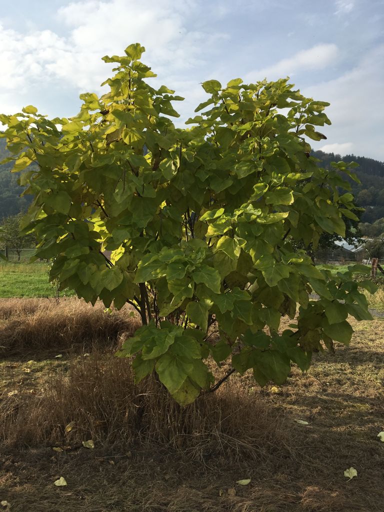 Catalpa bignonioides Trompetenbaum