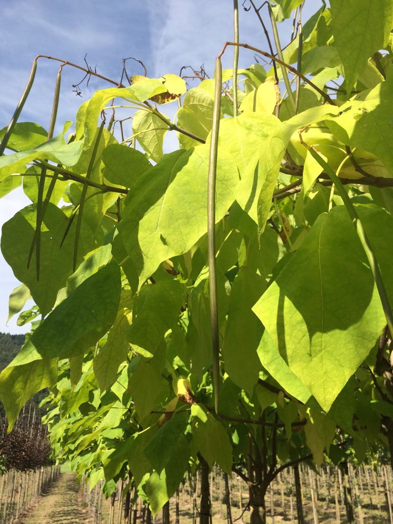 Catalpa bignonioides Trompetenbaum