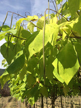 Catalpa bignonioides Trompetenbaum