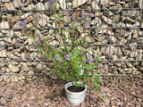 Ceanothus delilianus 'Gloire d.Versailles' Säckelblume 'Glorie d.Versailles'