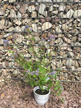 Ceanothus delilianus 'Gloire d.Versailles' Säckelblume 'Glorie d.Versailles'