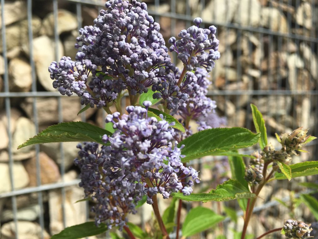 Ceanothus delilianus 'Gloire d.Versailles' Säckelblume 'Glorie d.Versailles'