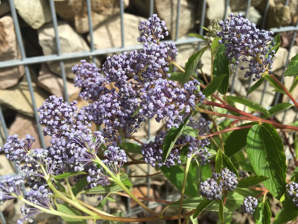Ceanothus delilianus 'Gloire d.Versailles' Säckelblume 'Glorie d.Versailles'