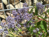 Ceanothus delilianus 'Gloire d.Versailles' Säckelblume 'Glorie d.Versailles'