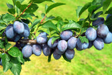 Prunus dom.'Tegera'  -S-               CAC Zwetsche 'Tegera'  -S-