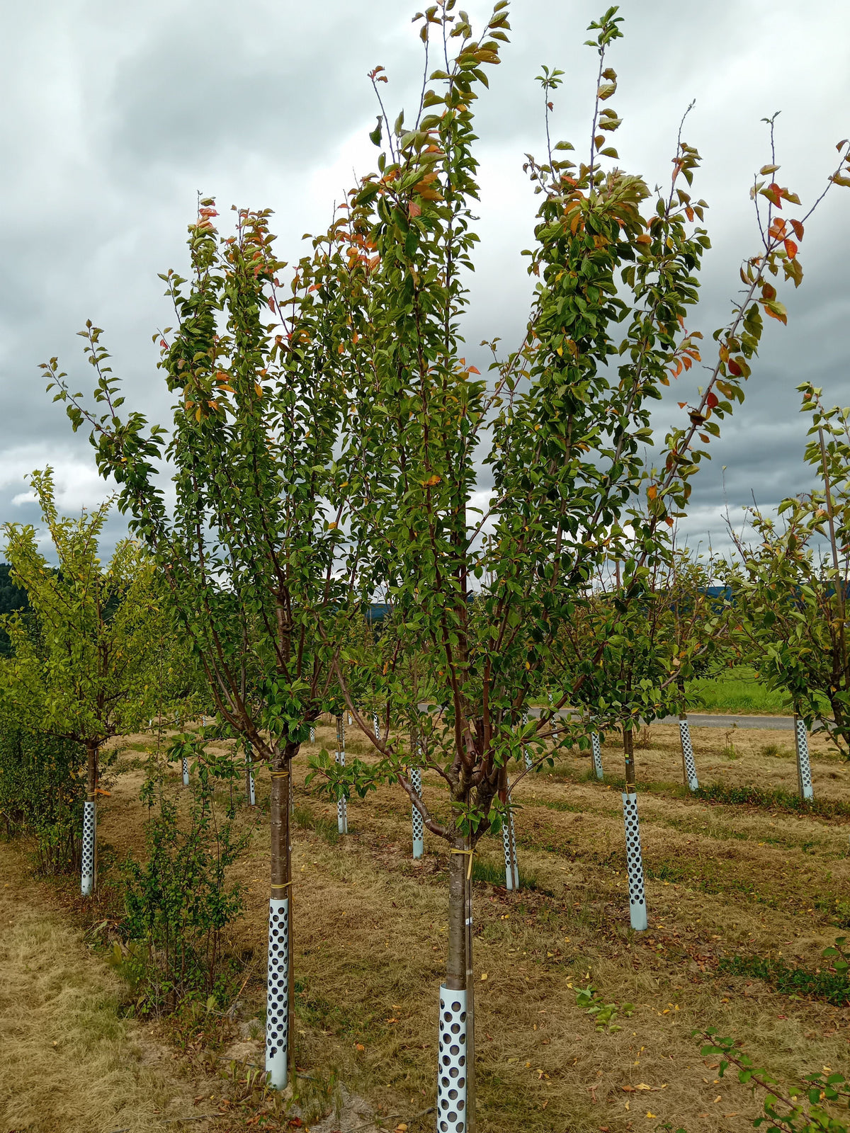 Prunus dom.'Tegera'  -S-               CAC Zwetsche 'Tegera'  -S-