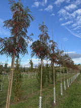 Sorbus 'Dodong' Eberesche 'Dodong'