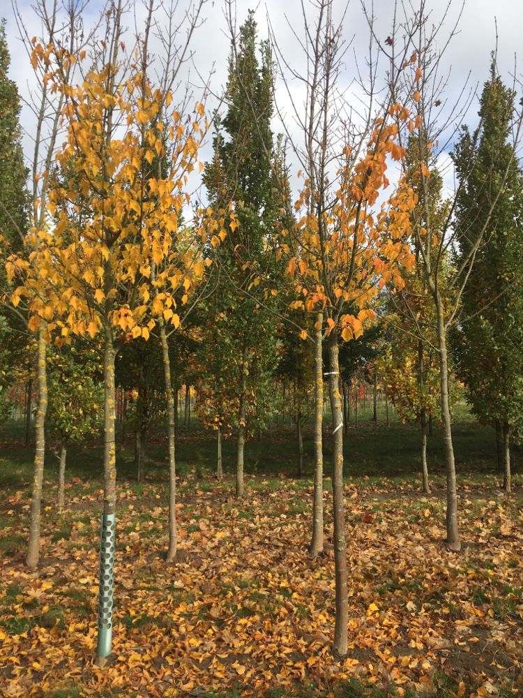 Acer rufinerve Rostbartahorn