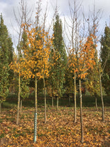 Acer rufinerve Rostbartahorn