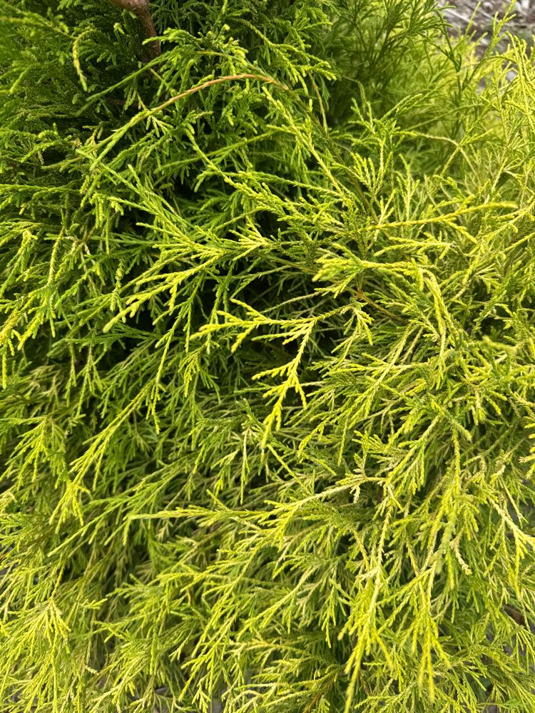 Chamaecyparis pis.'Filifera Aurea Nana' Gelbe Fadenzypresse