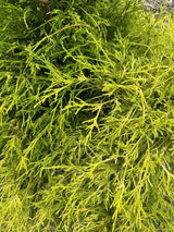 Chamaecyparis pis.'Filifera Aurea Nana' Gelbe Fadenzypresse
