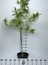 Chionanthus virginicus Schneeflockenstrauch
