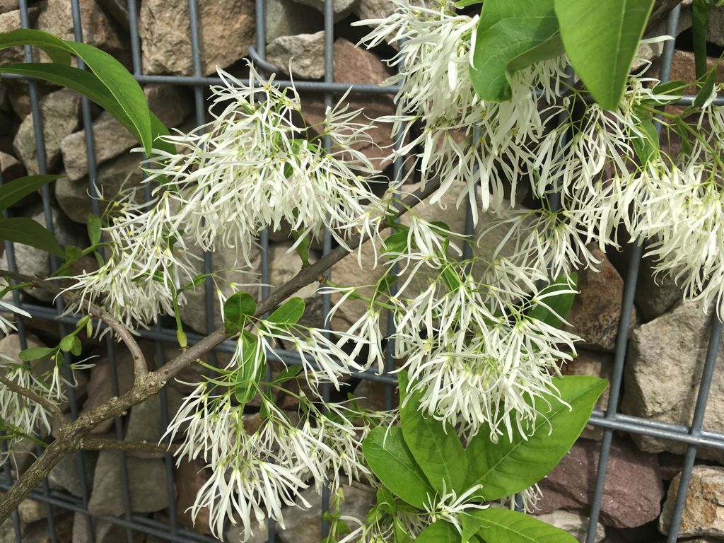 Chionanthus virginicus Schneeflockenstrauch
