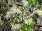 Chionanthus virginicus Schneeflockenstrauch