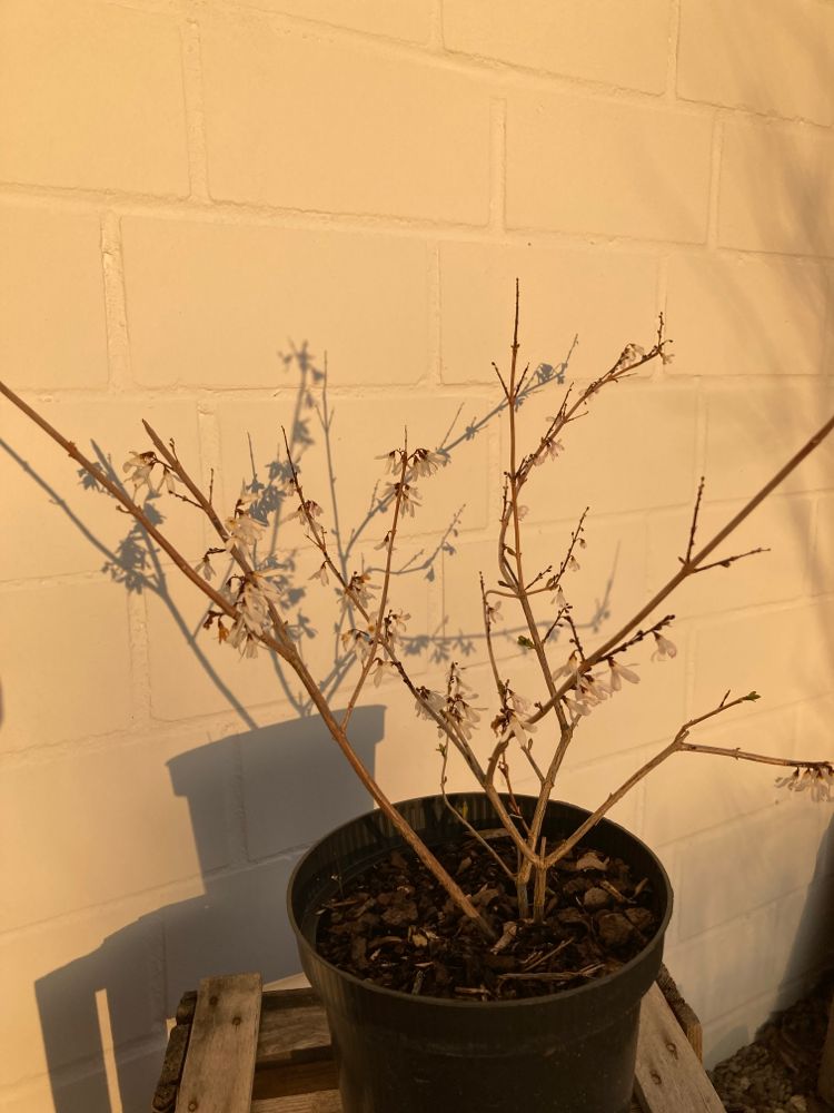 Abeliophyllum distichum Weiße Forsythie
