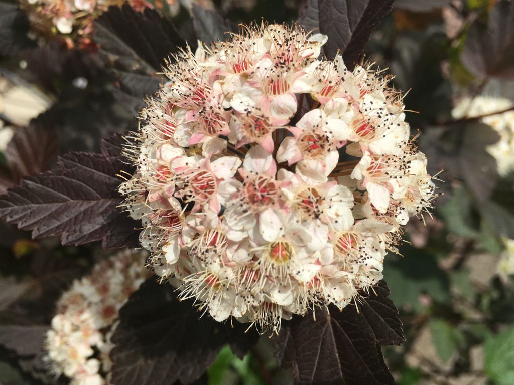 Physocarpus opulifolius 'Diabolo' Blasenspiere 'Diabolo'