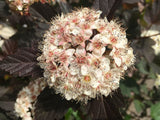 Physocarpus opulifolius 'Diabolo' Blasenspiere 'Diabolo'