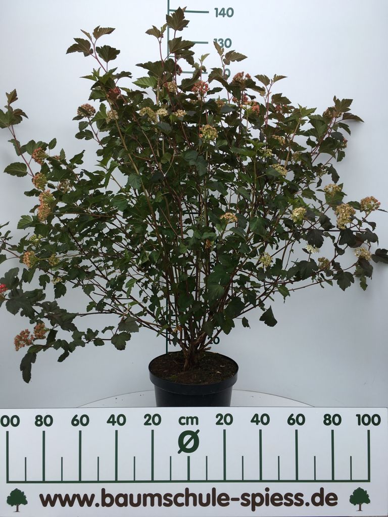Physocarpus opulifolius 'Diabolo' Blasenspiere 'Diabolo'
